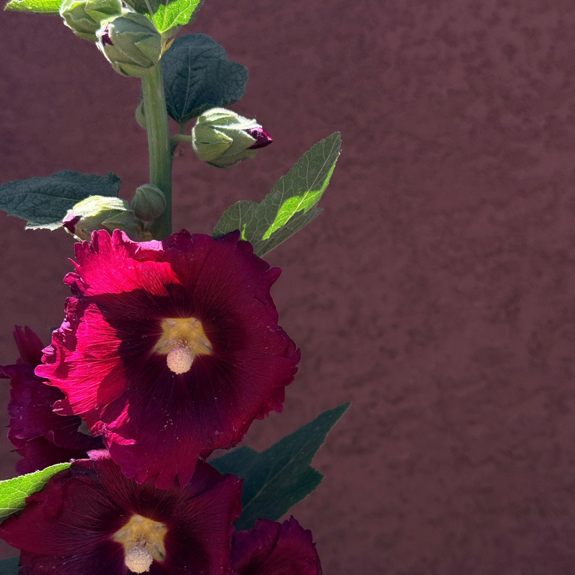 Holly Hock Seeds - Mixed (White, Pink, Maroon) by Above Snakes